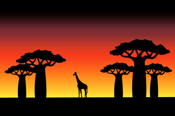 Wildlife Safari Background Featuring Giraffe Silhouette in African Savanna Under Sunset Color Gradient Sky © MSYAIF