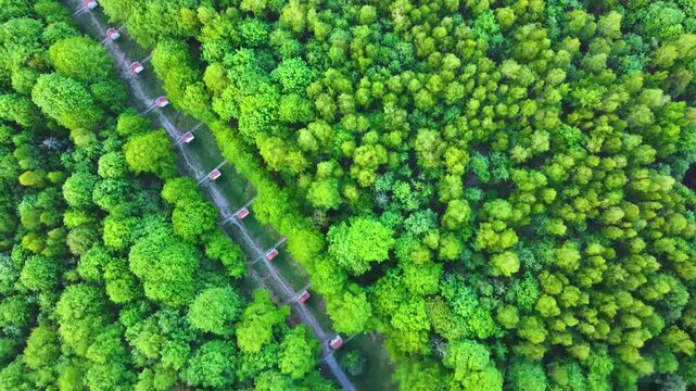 Aerial view of Krizova hora with a path lined by religious stations through the lush green forest in Jiretin pod Jedlovou, Ustecky kraj, Czechia.