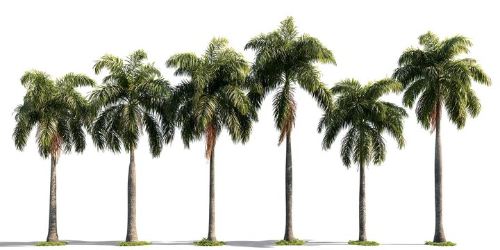 Six tall royal palm trees with lush green fronds isolated on white background