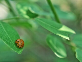 Close shot of a tiny orange ladybug (Coccinellidae) perched on a vibrant green leaf. Perfect background for wild entomology, nature photography, garden pest control, and environmental concepts © Eka