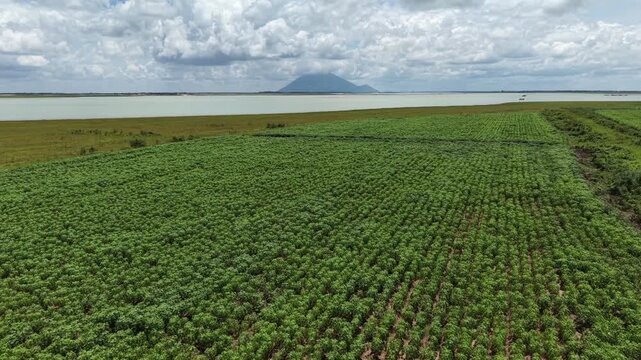 Aerial tracking sideways above rows of cassava beside the shore of Dau Tieng Reservoir, the water and Ba Den Mountain filling the horizon, Tay Ninh, Vietnam.