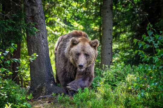 Brown bear standing among lush green foliage in a forest, surrounded by trees and underbrush, showcasing its natural habitat and wildlife behavior