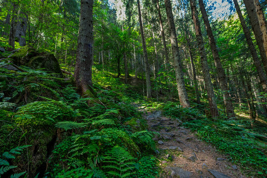 Lush green forest path winding through tall trees with sunlight filtering through leaves, showcasing vibrant ferns and rocky terrain in a serene natural setting