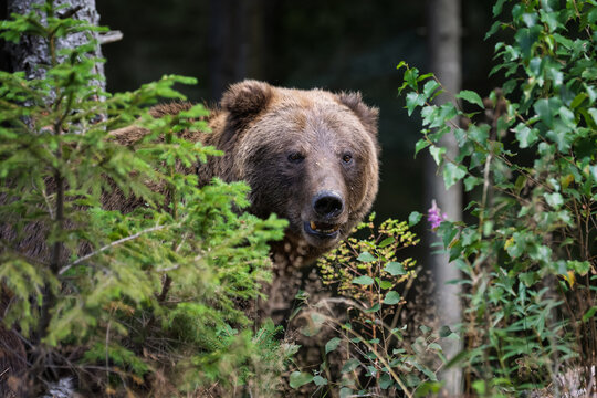 Brown bear partially hidden among green foliage in a forest, showcasing its fur texture and natural habitat with trees and plants surrounding it