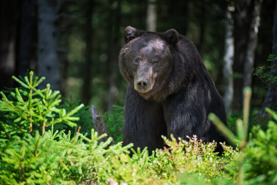 Large black bear standing among lush green foliage in a dense forest, surrounded by trees and underbrush, showcasing its natural habitat and wildlife behavior