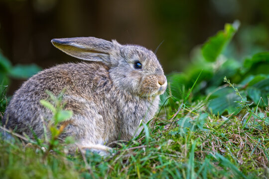 Rabbit sitting in green grass during the day near bushes and plantsRabbit sitting in green grass during the day near bushes and plants