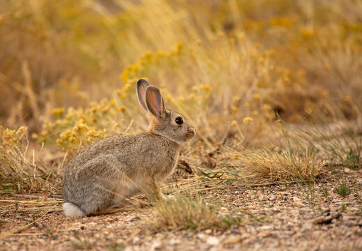 Mountain cottontail rabbit sitting in golden field during autumn
