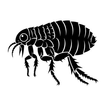 Black silhouette icon of flea insect isolated on white background