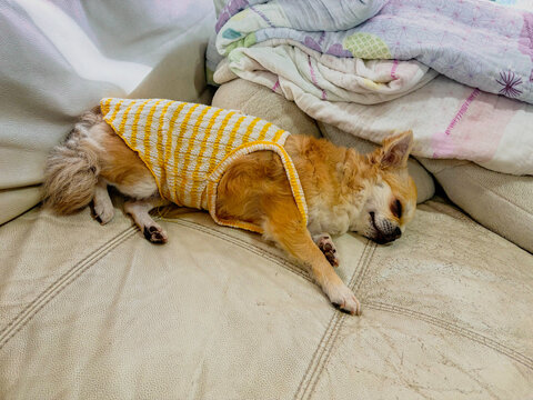 Tiny Dreamer in a Warm Home