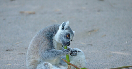 Ring-Tailed Lemur Sitting on Ground Eating a Green Bamboo Stalk © blueringmedia