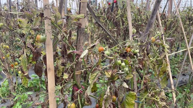 Fresh green and orange tomatoes ripening on vines in plantation