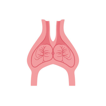 Human thymus gland anatomy illustration, a vital body organ for the immune system development, isolated vector on white background