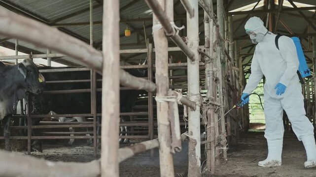 Agricultural worker spraying sanitizer cattle stall biosecurity disease control. Concept of livestock biosecurity, disease prevention, and agricultural hygiene, animal healthcare and livestock care.