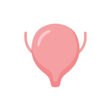 Human Urinary Bladder Organ Vector Illustration Isolated on White Background for Medical Education and Healthcare Concept