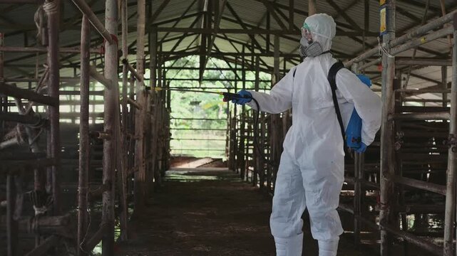 Veterinarian Wearing hazmat suit cleaning spraying sanitizer cattle stall biosecurity disease control. Concept of livestock biosecurity, disease prevention, farm sanitation and agricultural hygiene.