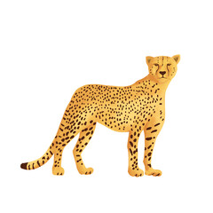Digital Painting of a Cheetah with Crayon Style Texture Isolated on Black © Xiwall Draw