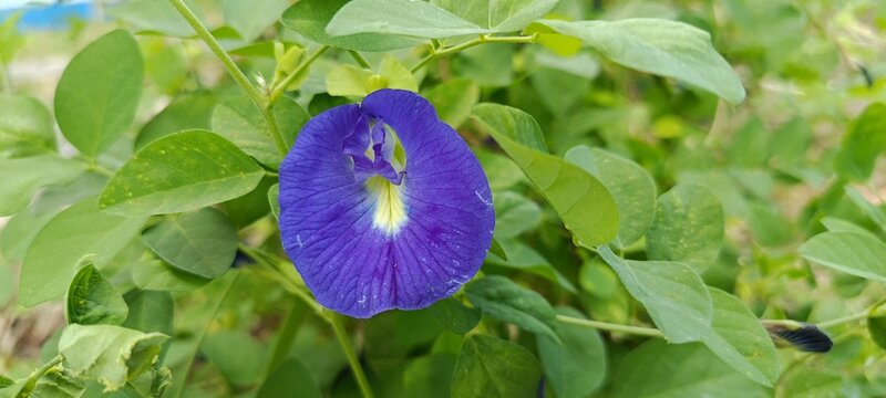 Bunga Asystasia Gangetica Ungu Mekar di Antara Dedaunan Variegata