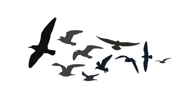 Flock of flying seagulls silhouette vector element featuring marine birds soaring in sky for freedom concept design