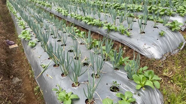 Young Bok Choy and Green Onion Growing on Plastic Mulch Beds
