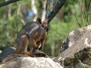 Naklejka premium Yellow-Footed Rock Wallaby Standing on Boulders in Natural Habitat