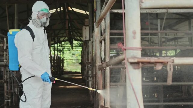 Close up Farm worker hazmat suit sanitizing cattle stall backpack sprayer farm for biosecurity disease control. Concept of livestock biosecurity, disease prevention and agricultural hygiene.