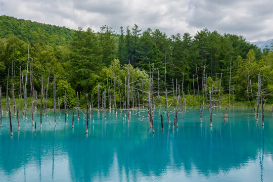 Shirogane Blue Pond in summer (Biei, Hokkaido)