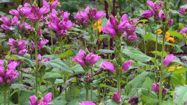 Vibrant Chelone obliqua turtlehead blooms: pink perennial flowers in lush green foliage
