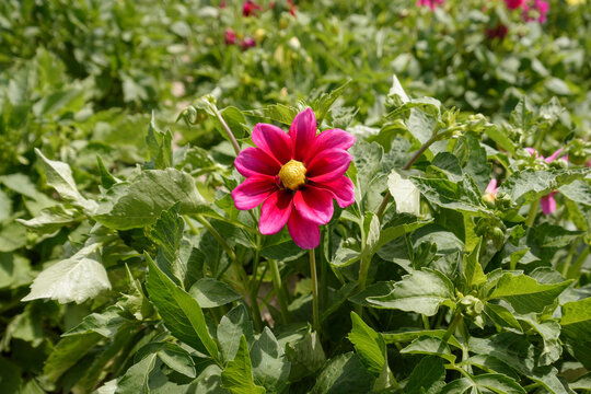 Blooming pink and yellow Dahlia flower in garden