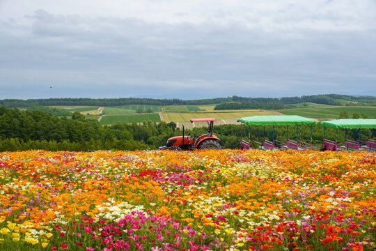 The flower sea farm in Shikisai-no-oka. Hokkaido.