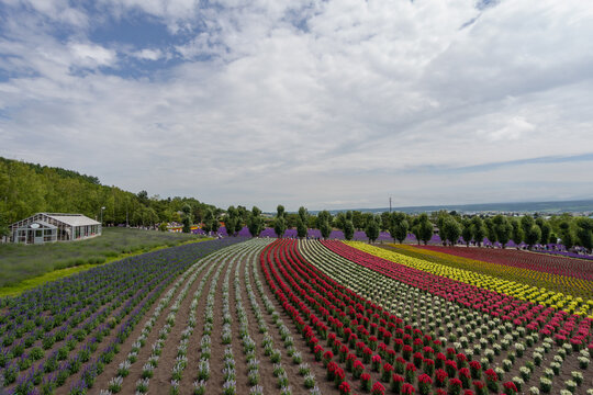 Colorful flower fields background.