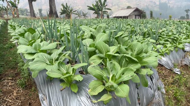Lush Bok Choy Crops and Green Onion with Farmer Hut Background
