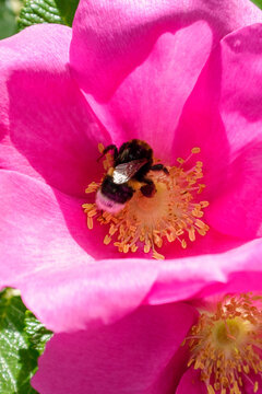 A bee is hovering over a pink flower surrounded by green leaves.
