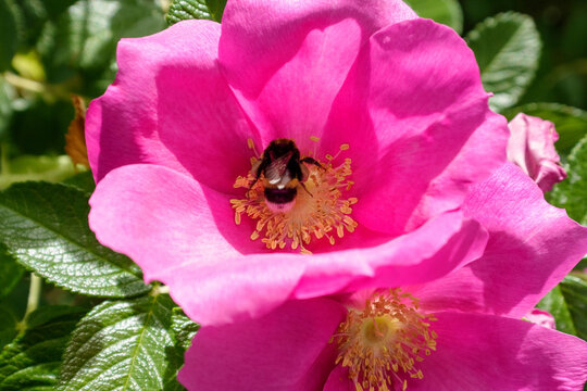 A bee is hovering over a pink flower surrounded by green leaves.