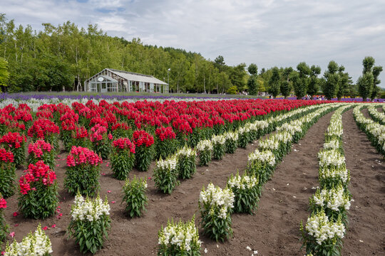 Colorful flower fields background.