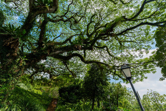 A view of the forest looking up.