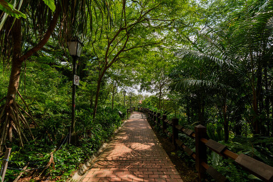 Empty road heading to the green forest.