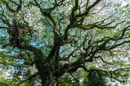 A view of the forest looking up.