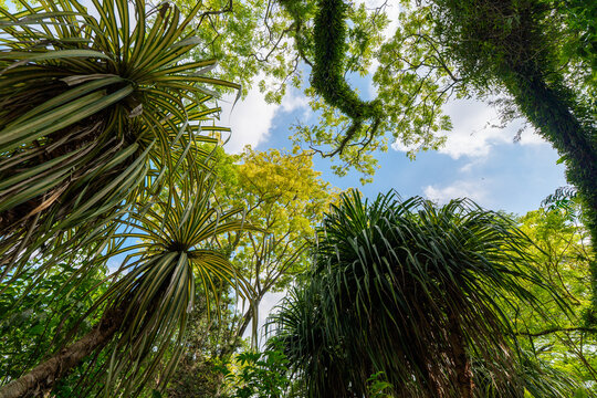 A view of the forest looking up.