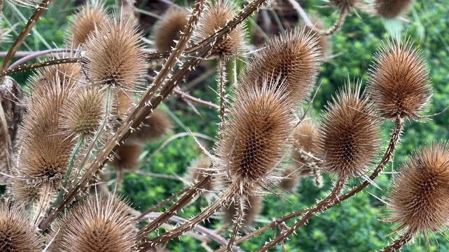 Dramatic Dipsacus fullonum teasel: spiky seed heads with intricate bristles and thorny stems