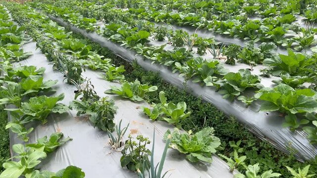 Perspective View of Lush Bok Choy and Green Onion on Mulch Beds