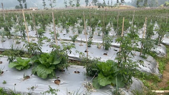 Intercropping Farm Field with Rows of Vegetables and Bamboo Stakes