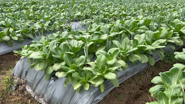 Lush Bok Choy and Green Onion Growing on Plastic Mulch Beds