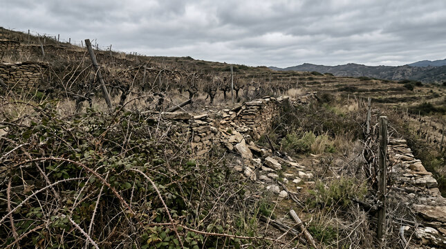 A visual from Proverbs, The sluggard's ruined, overgrown vineyard. Stone walls broken down, entirely covered in thick thorns and weeds
