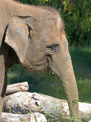Naklejka premium Close Up Profile of an Asian Elephant Head and Trunk