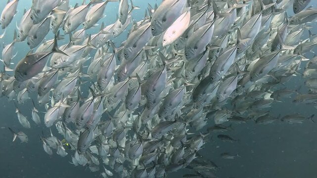 Bigeye trevally (Caranx sexfasciatus) forming a dramatic schooling tornado in open water near Tulamben, Bali. 4K UHD slow-motion underwater footage