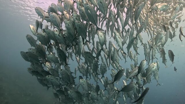 Bigeye trevally (Caranx sexfasciatus) forming a dramatic schooling tornado in open water near Tulamben, Bali. 4K UHD slow-motion underwater footage