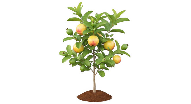 Small guava tree with ripe yellow fruits isolated on white background