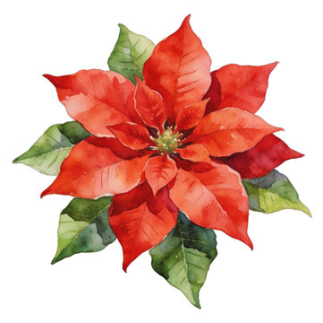 Red poinsettia flower watercolor clipart
