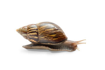 Snail glides across surface in serene setting, PNG