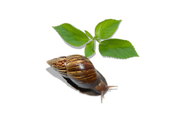 Snail moves gracefully alongside fresh green leaves, PNG © Atlas